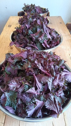 ������������ֻ��ɡ�2025.06.30