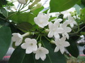茉莉花