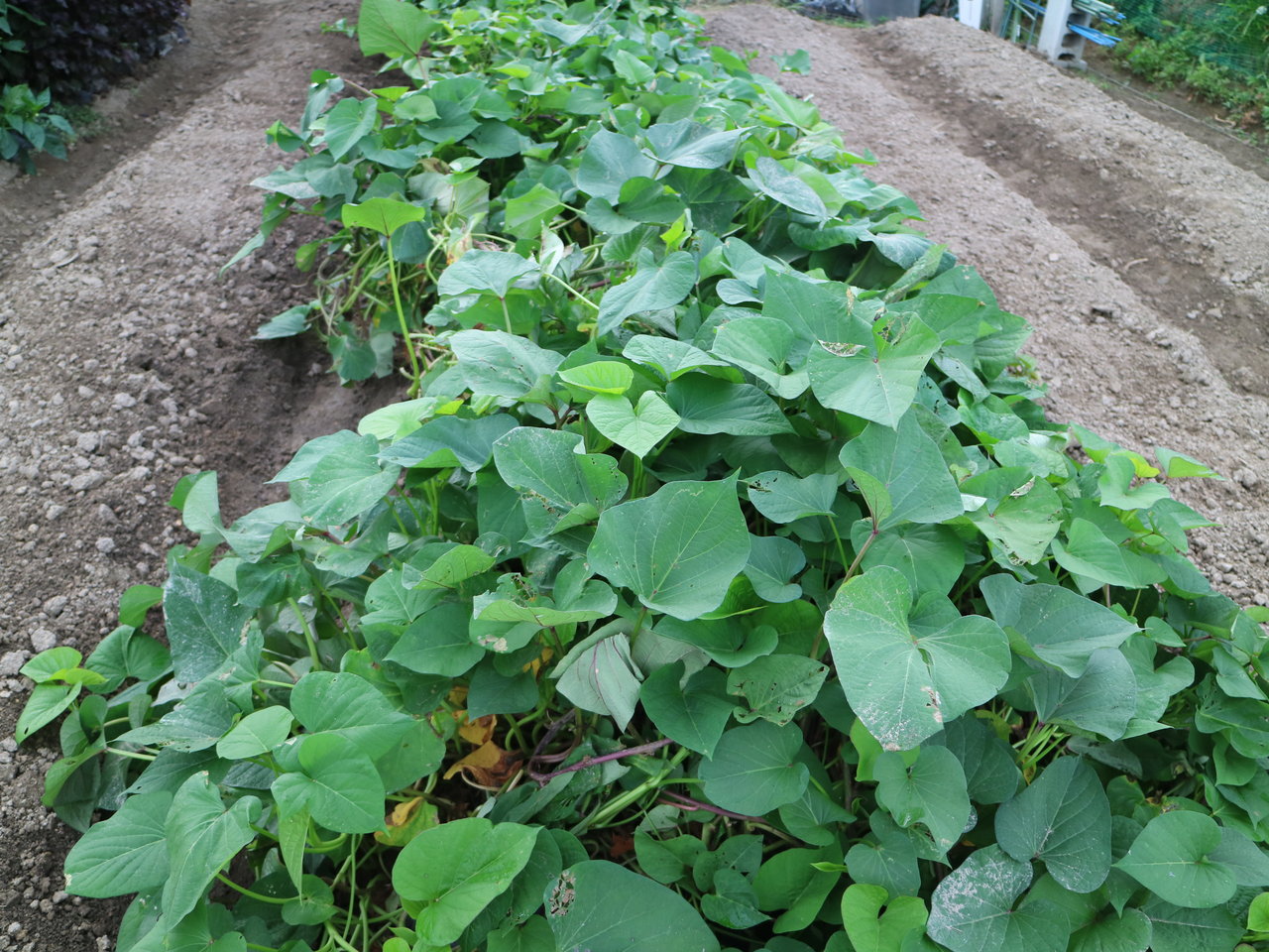 雨の合間のサツマイモ収穫 ルンルン 野菜づくり