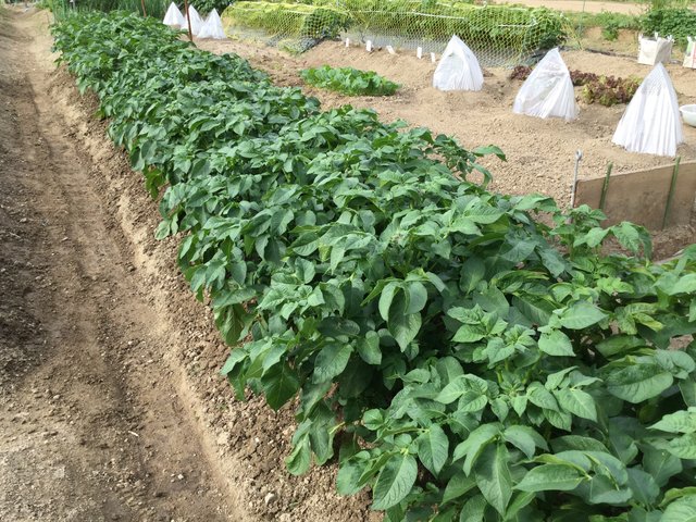 2回目の土寄せをしました ジャガイモ ルンルン 野菜づくり