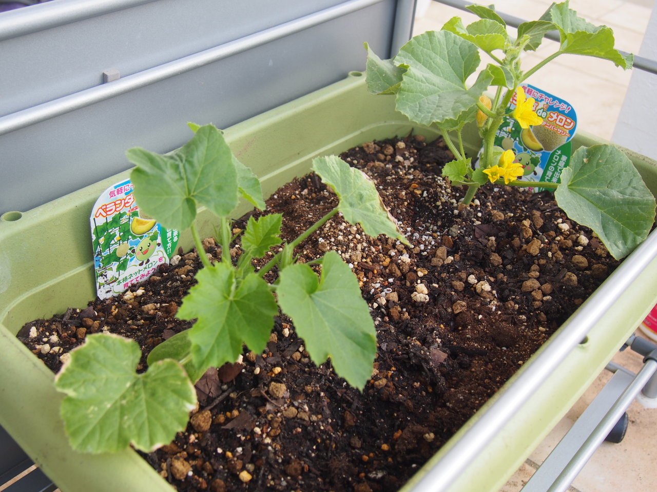 夏野菜の植え付け 8 メロン ルンルン 野菜づくり