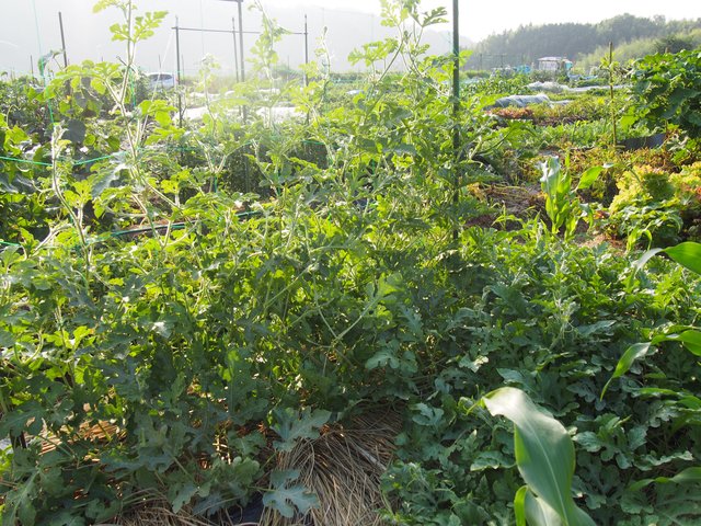 赤ちゃんに産毛が生えてます スイカ ルンルン 野菜づくり