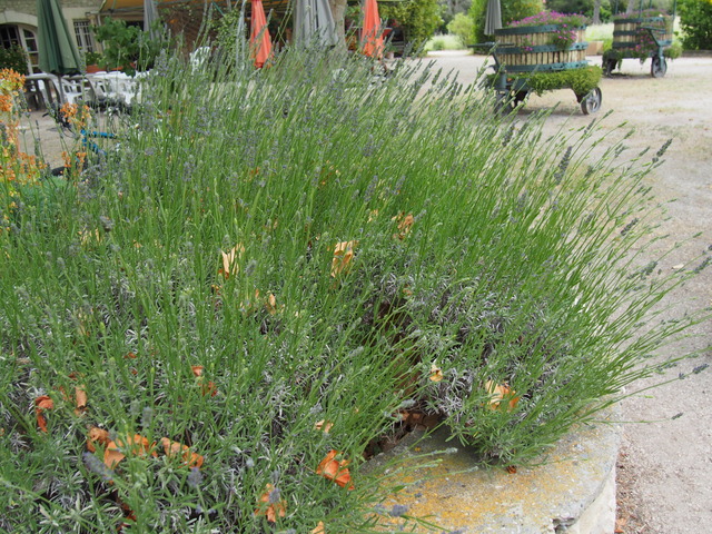 P6010369