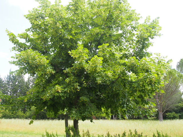P6010329
