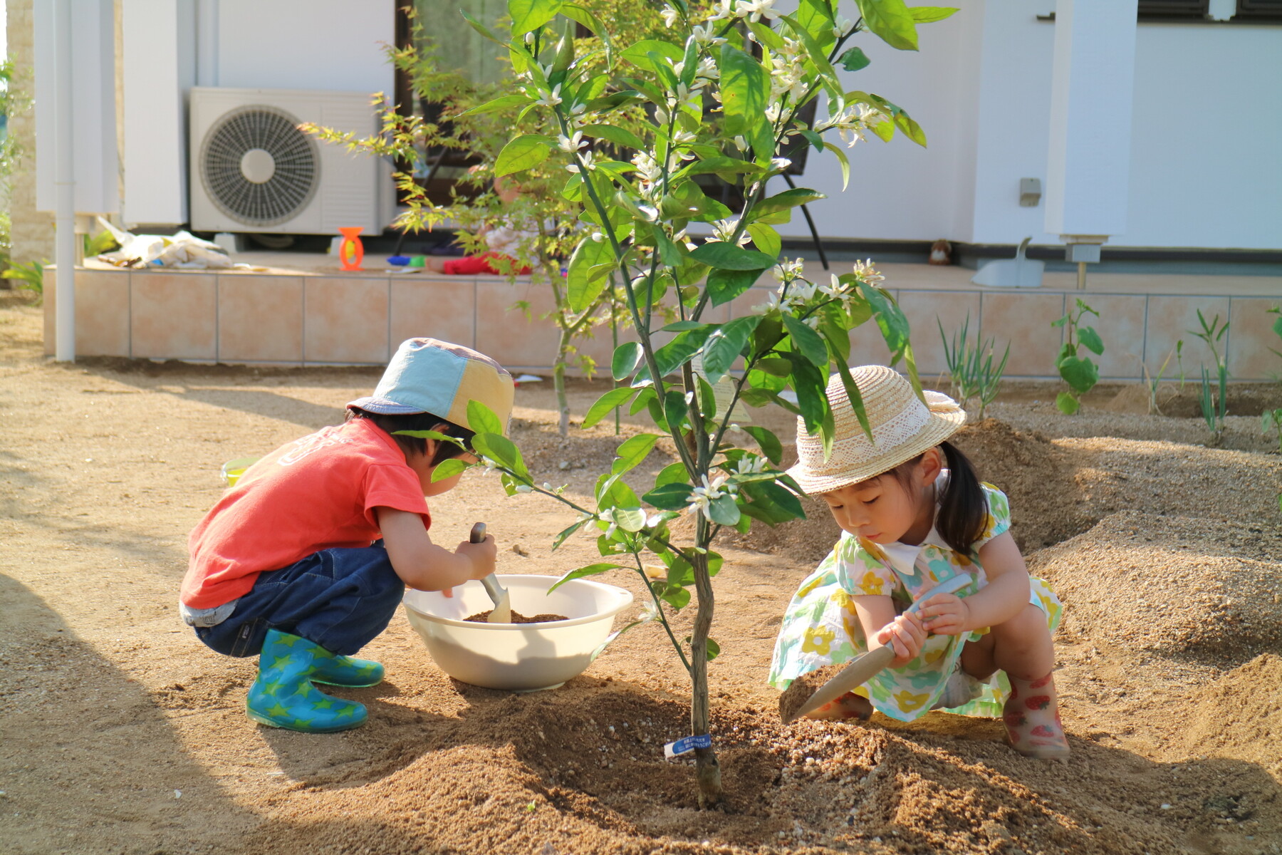 植物たちの春への準備 柑橘類の剪定 ひとひらの葉っぱ