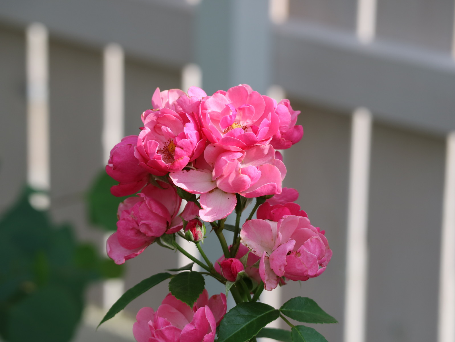 薔薇に癒されて ひとひらの葉っぱ