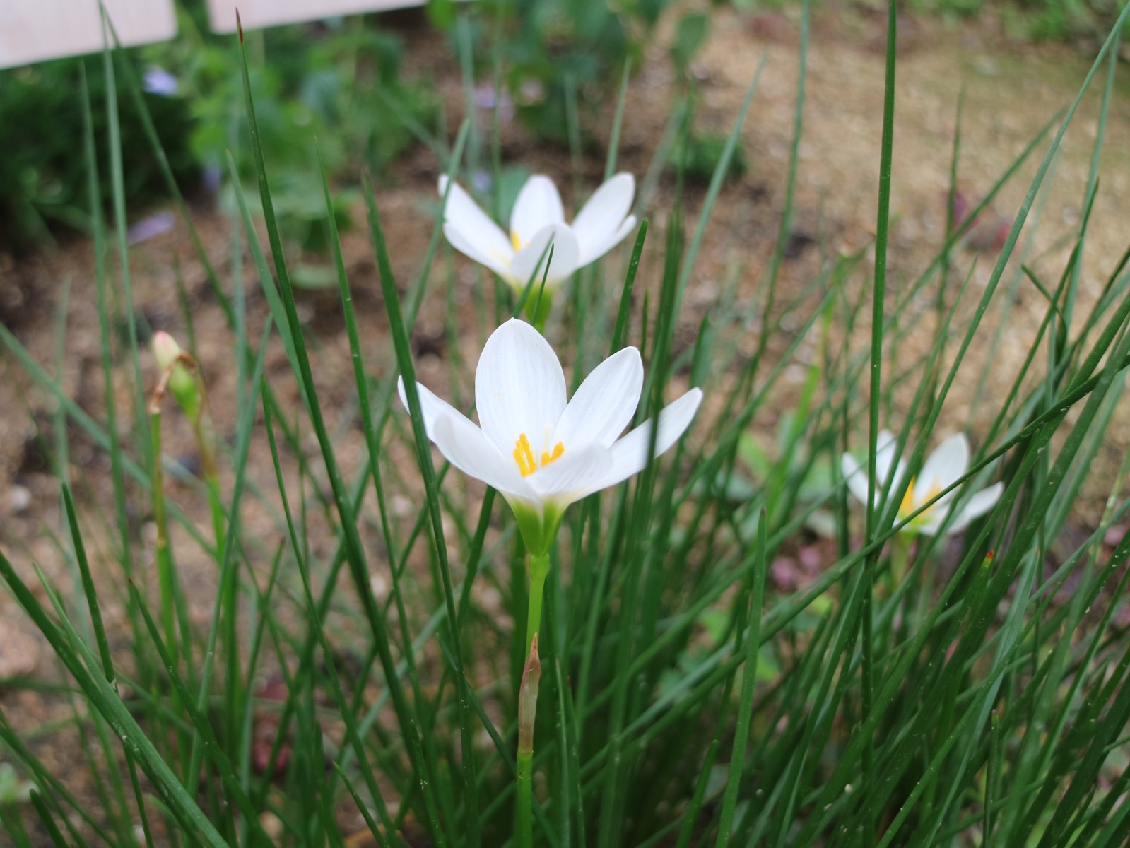 夏の終わりに 我が家の小さな花たち ひとひらの葉っぱ