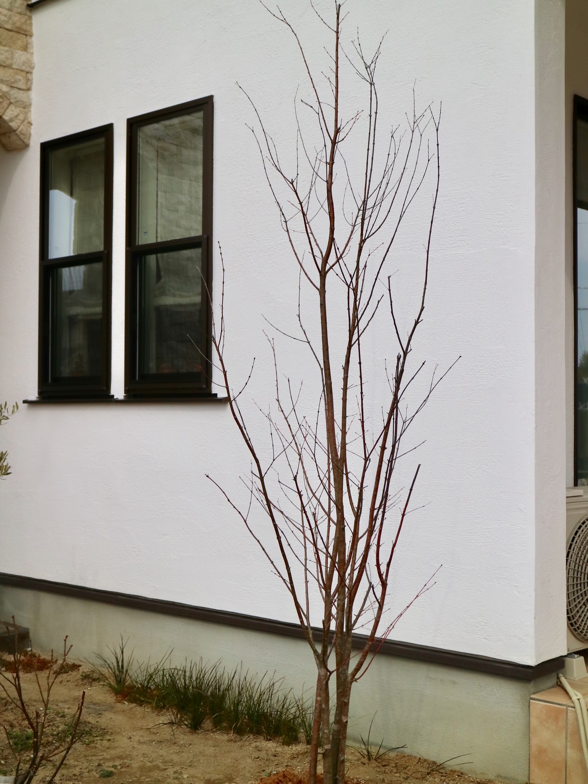 キラキラ輝くハートの葉っぱが見たいから カツラの木 ひとひらの葉っぱ