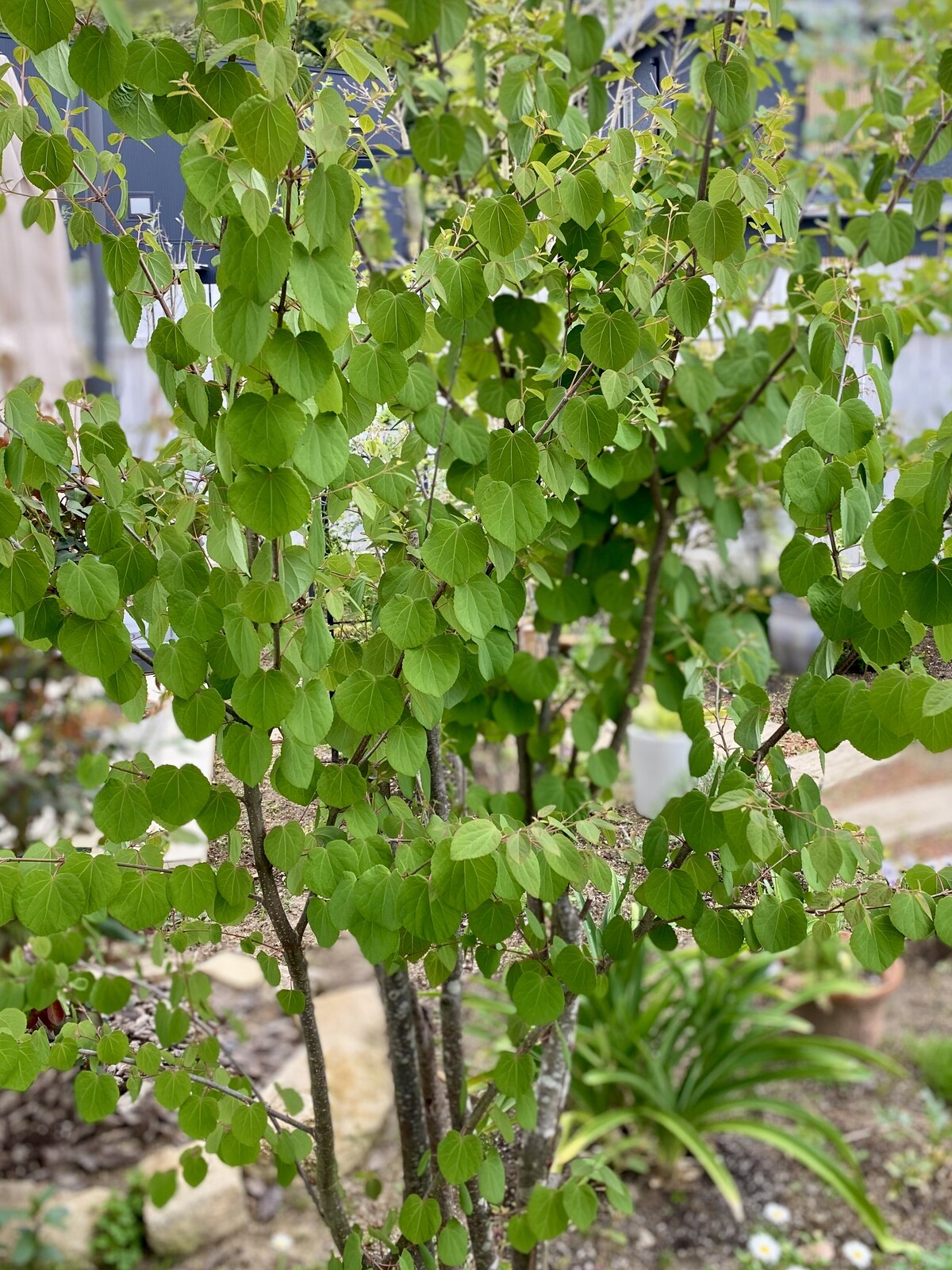 元気になって良かった カツラの木 ひとひらの葉っぱ