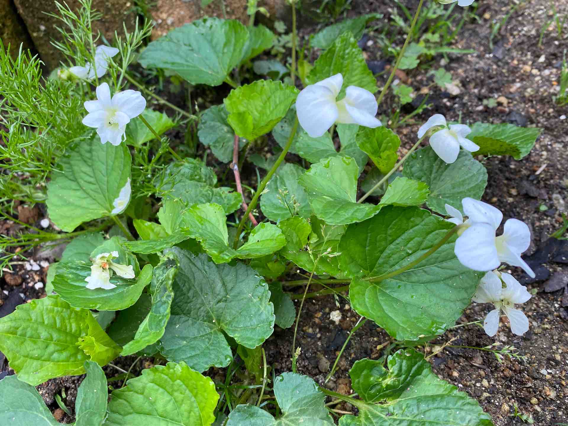 My Little Garden 4月下旬に咲く花は : ひとひらの葉っぱ