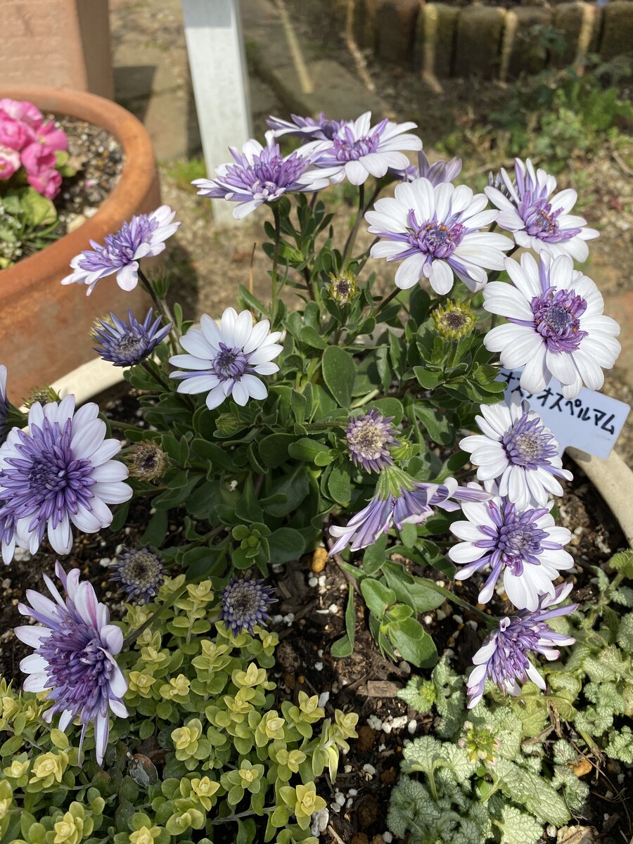 新米ガーデナー庭づくり奮闘中 ひとひらの葉っぱ