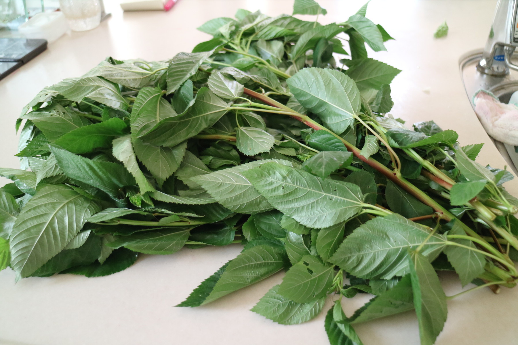 モロヘイヤ 長芋 ネバネバパワーで夏バテ解消 ひとひらの葉っぱ