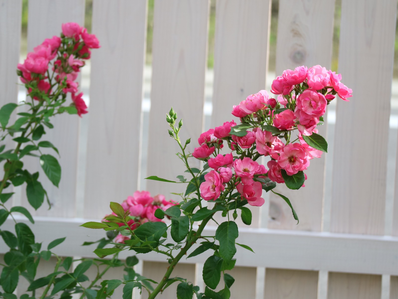 薔薇に癒されて ひとひらの葉っぱ