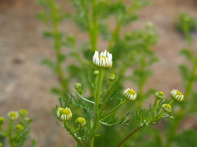 P5011152