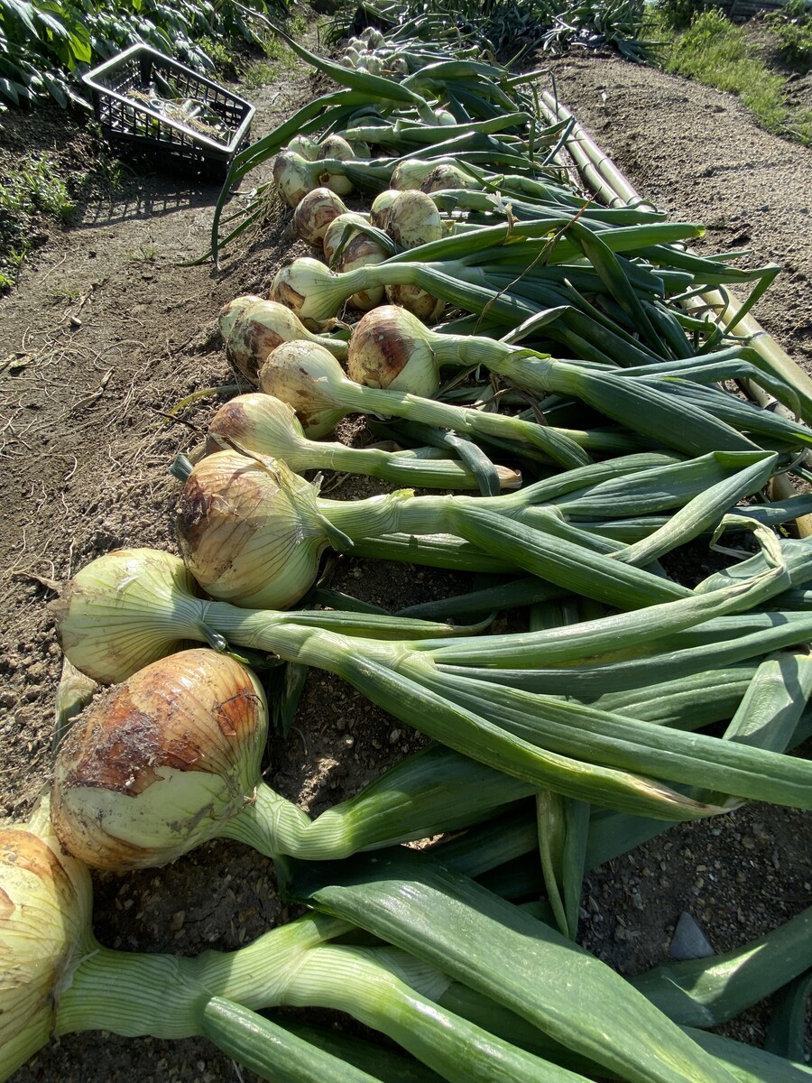 ジャガイモ タマネギ 夏野菜 自給自足の野菜生活 ひとひらの葉っぱ
