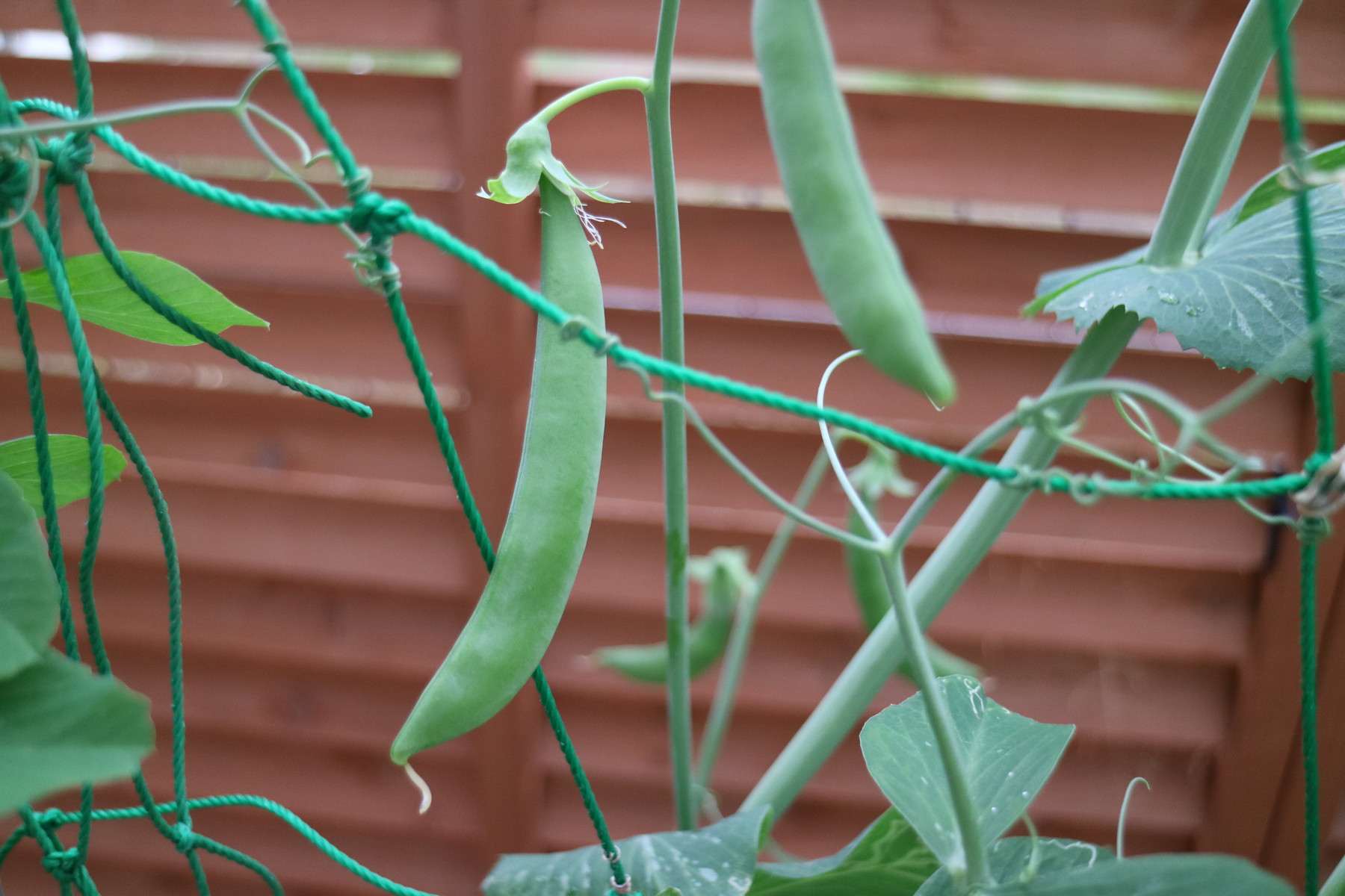 スナップエンドウできました ひとひらの葉っぱ