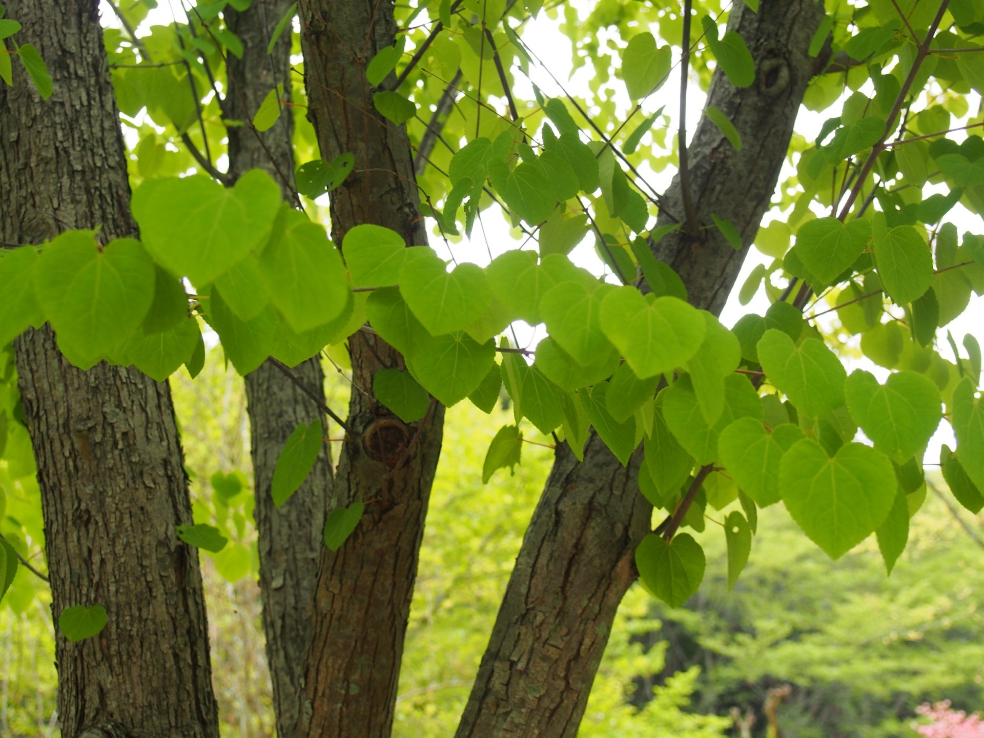 キラキラ輝くハートの葉っぱが見たいから カツラの木 ひとひらの葉っぱ