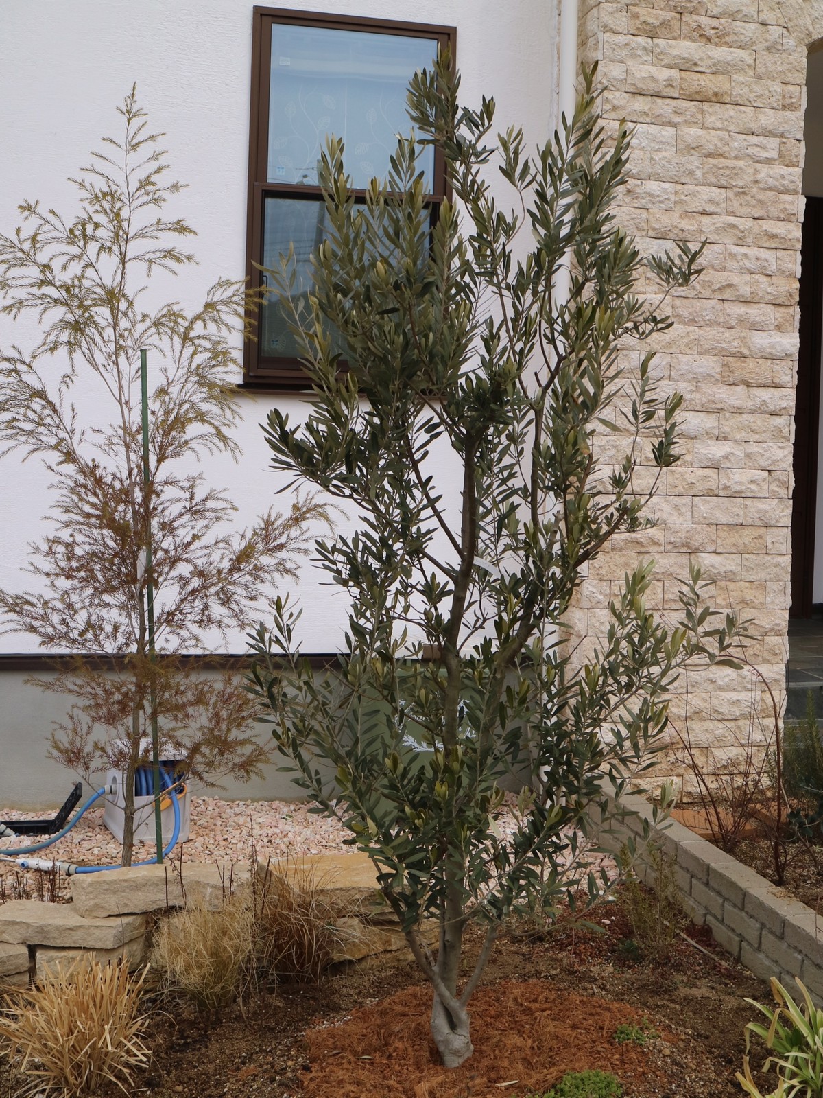 キラキラ輝くハートの葉っぱが見たいから カツラの木 ひとひらの葉っぱ