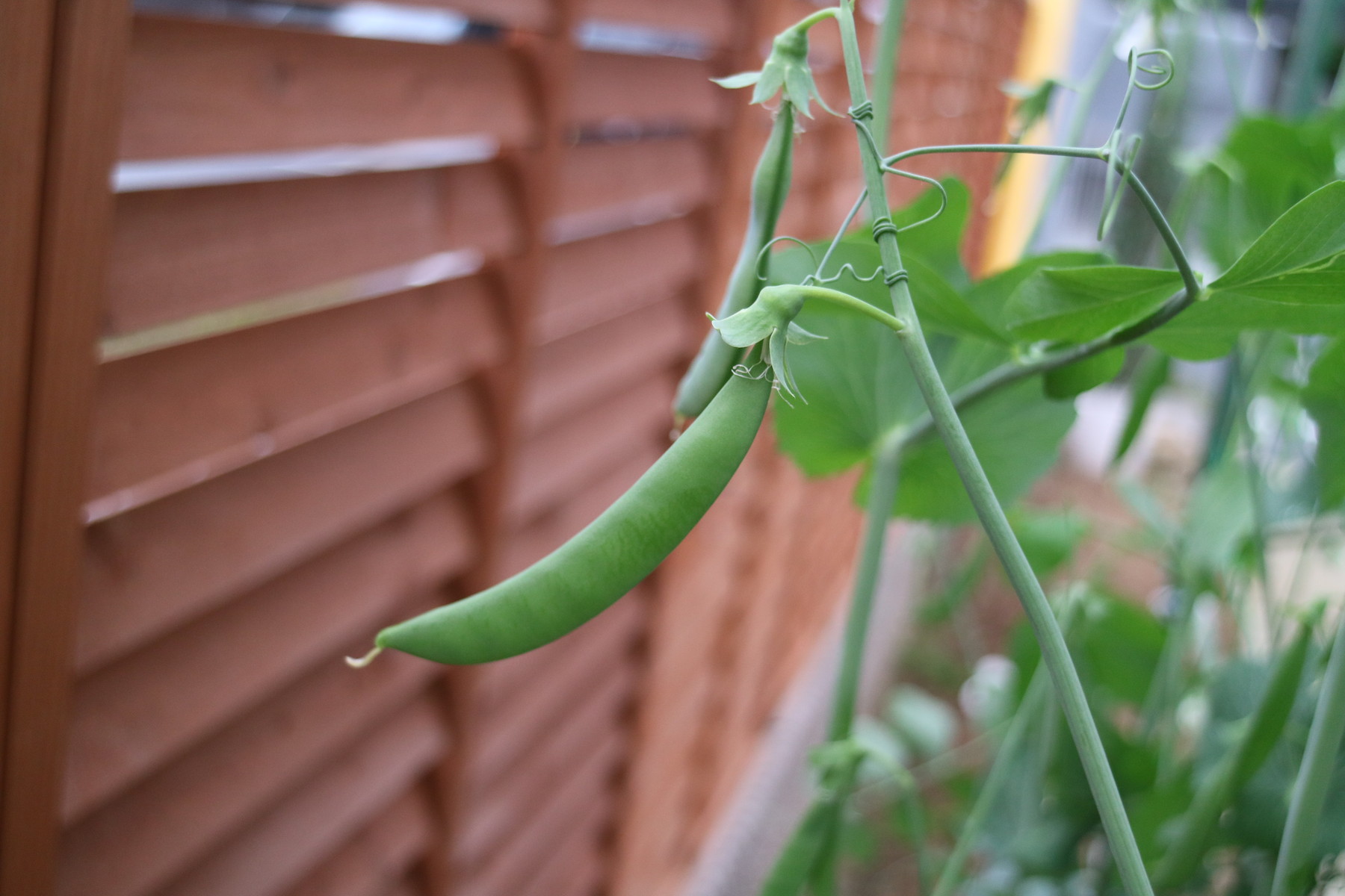 スナップエンドウできました ひとひらの葉っぱ