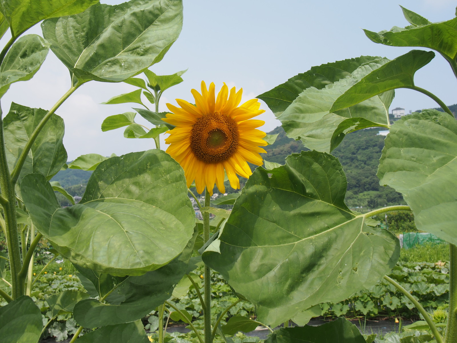 大輪のひまわり ひとひらの葉っぱ