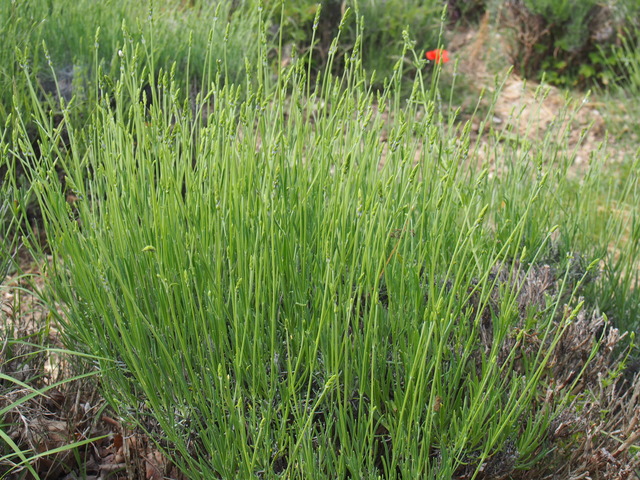 P6010276