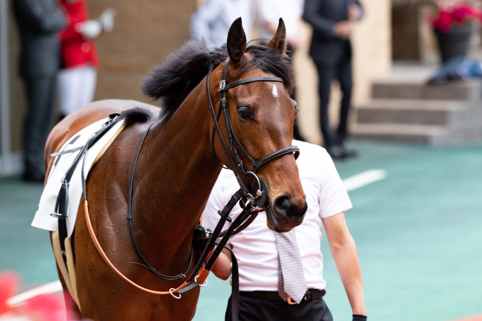 パラッツォレジーナ 7 12 月 盛岡9rアメジスト賞芝1 700m出走決定 一口いかが
