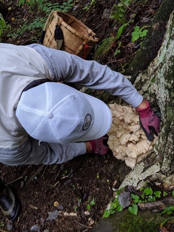 舞茸　踊っちゃう！ (2)
