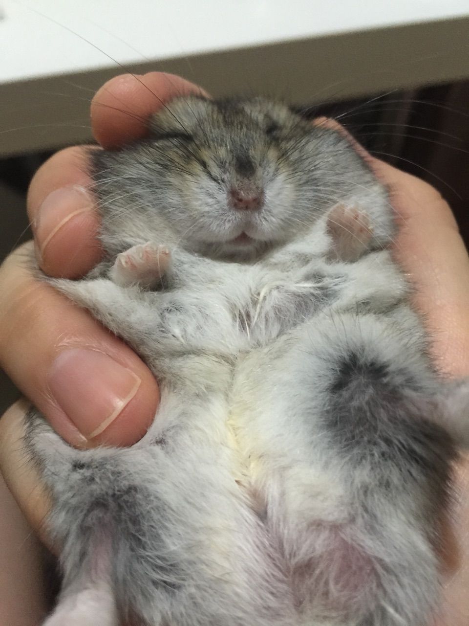 最近 回し車に乗らない虎次 手乗りハムスター虎次との成長日記