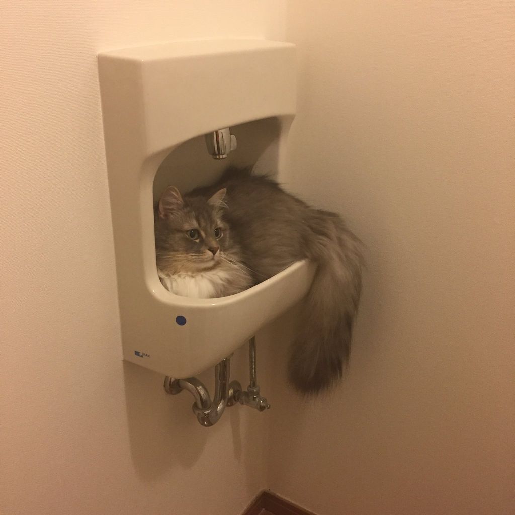 悲報 犬さん やっぱりアホだった Gif 画像 どうぶつの速報