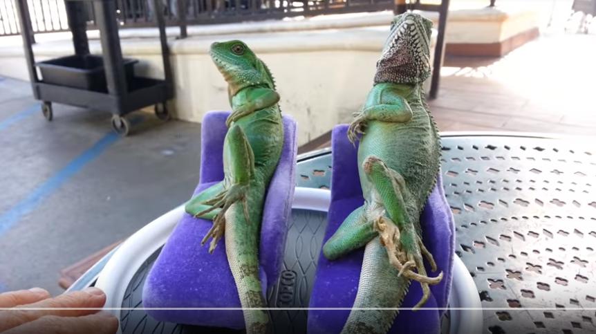 人間味に溢れたポーズを決めるイグアナたちが面白かわいい どうぶつの速報