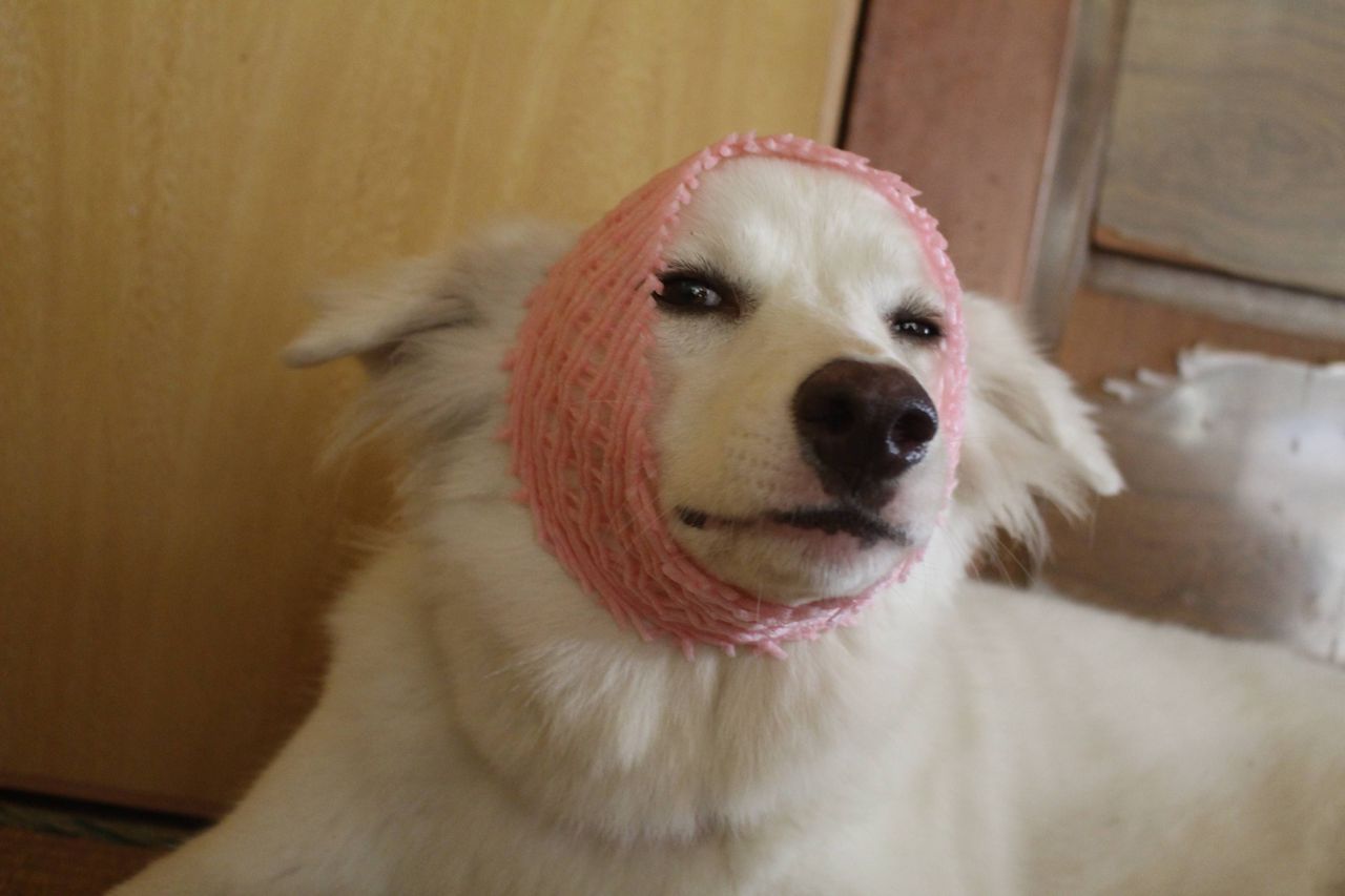 犬にリンゴのネットかぶせたら笑顔消えて草 どうぶつの速報