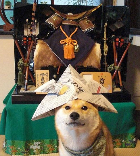 悲報 犬さん やっぱりアホだった Gif 画像 どうぶつの速報 悲報 犬さん やっぱりアホだった Gif 画像 どうぶつの速報