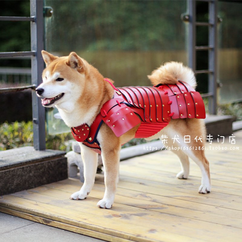 悲報 犬さん やっぱりアホだった Gif 画像 どうぶつの速報 悲報 犬さん やっぱりアホだった Gif 画像 どうぶつの速報