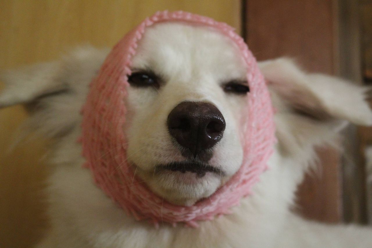 犬にリンゴのネットかぶせたら笑顔消えて草 どうぶつの速報