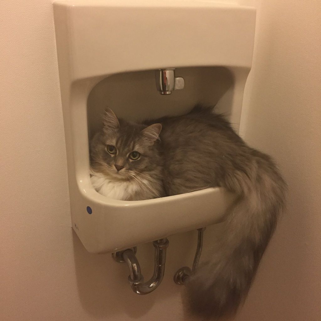 悲報 犬さん やっぱりアホだった Gif 画像 どうぶつの速報