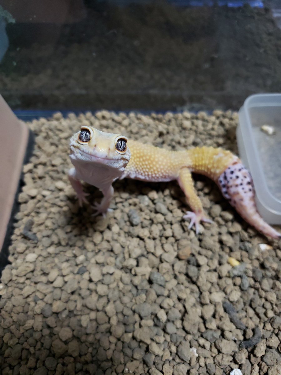 ヒョウモントカゲモドキのイナバウアーが可愛いと話題に どうぶつの速報