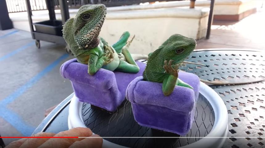 人間味に溢れたポーズを決めるイグアナたちが面白かわいい どうぶつの速報