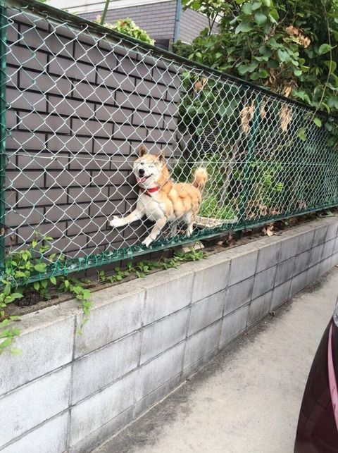 悲報 犬さん やっぱりアホだった Gif 画像 どうぶつの速報 悲報 犬さん やっぱりアホだった Gif 画像 どうぶつの速報
