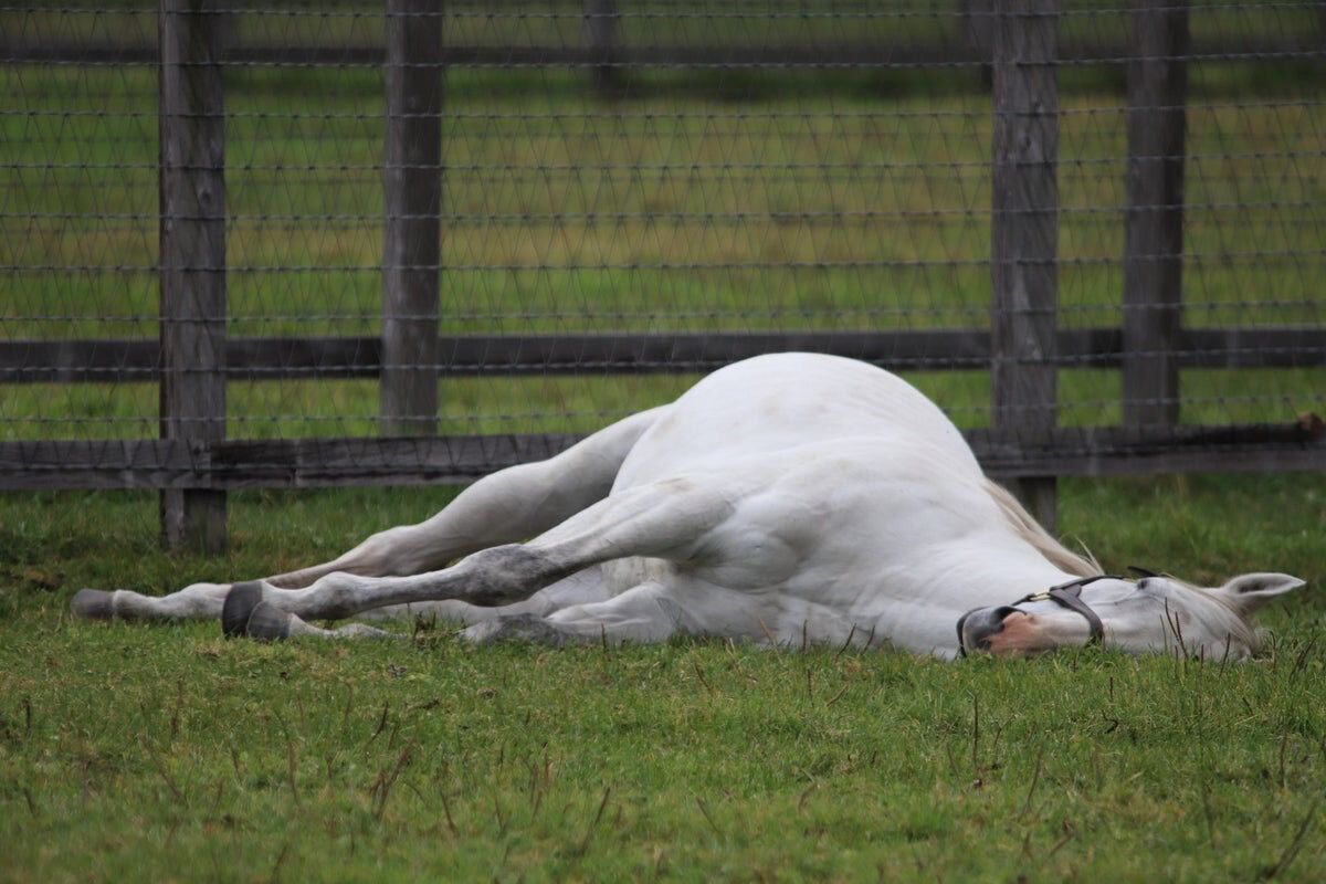 ウマ娘画像 ゴールドシップちゃんは少し気位いの高いウマ娘 画像紹介スレまとめ ８月25日朝分 Fate雑記 士凛特化 あるふぁ
