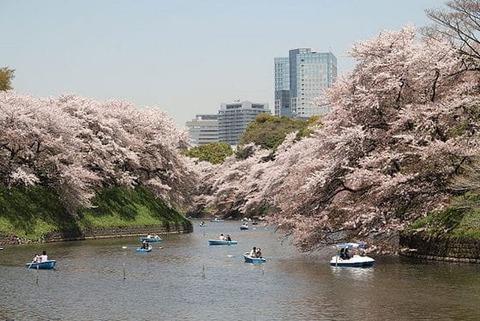 sakura