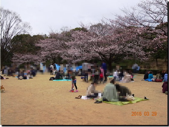 片肺エンジンのhappy Flight Blog 15年 北の丸公園と千鳥ヶ淵の桜