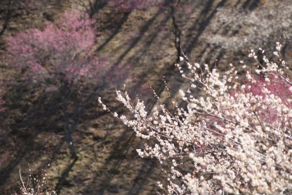 片肺エンジンのhappy Flight Blog