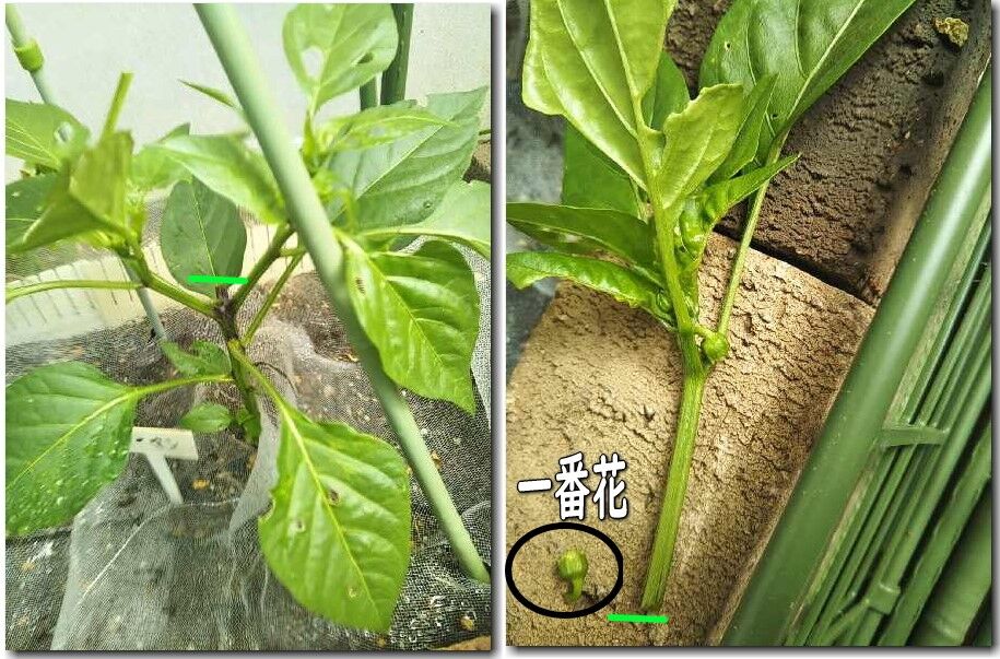 野菜 片肺エンジンのhappy Flight Blog