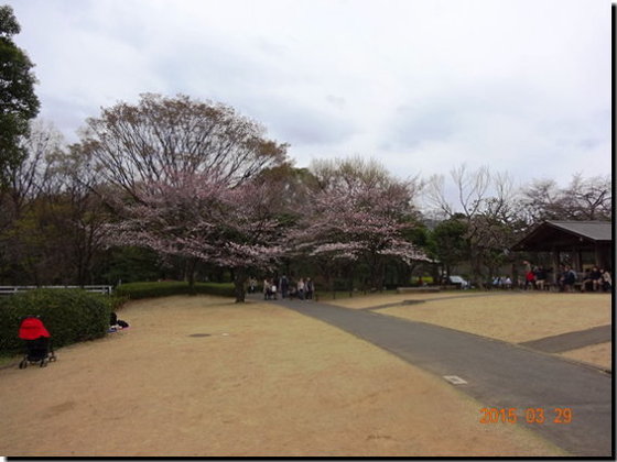 片肺エンジンのhappy Flight Blog 15年 北の丸公園と千鳥ヶ淵の桜