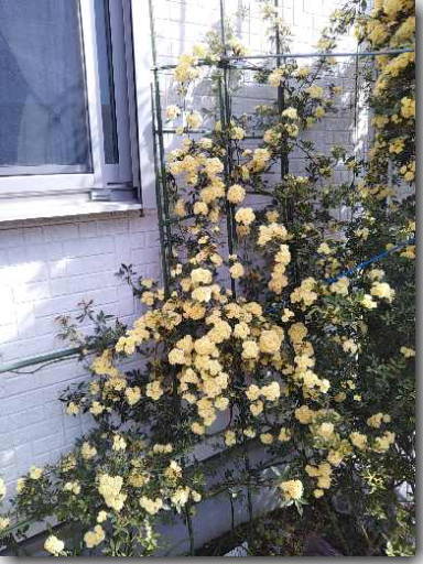 モッコウバラ 片肺エンジンのhappy Flighit Blog