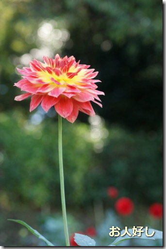 町田ダリア園 片肺エンジンのhappy Flighit Blog