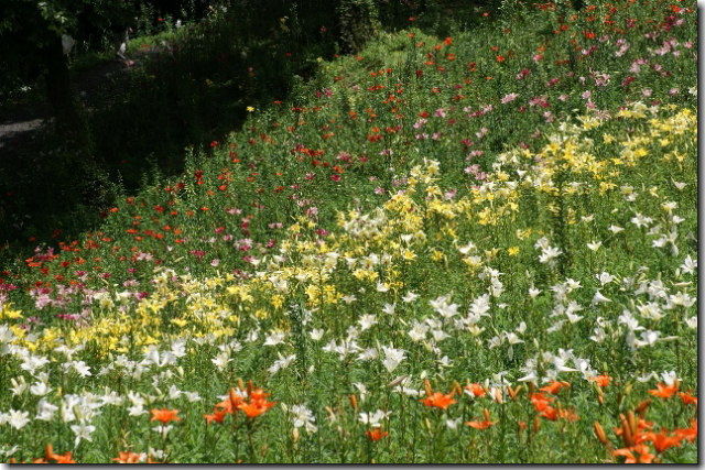 片肺エンジンのhappy Flight Blog 所沢ゆり園