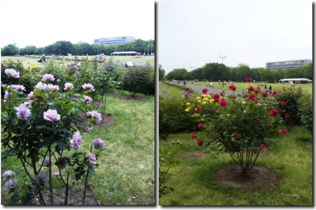 小さなバラ園のある所沢航空記念公園 片肺エンジンのhappy Flighit Blog 小さなバラ園のある所沢航空記念公園 片肺エンジンのhappy Flighit Blog