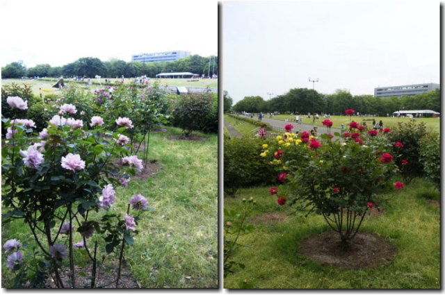 小さなバラ園のある所沢航空記念公園 片肺エンジンのhappy Flight Blog 小さなバラ園のある所沢航空記念公園 片肺エンジンのhappy Flight Blog