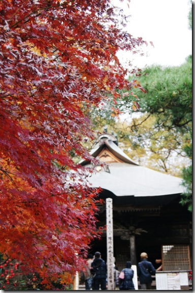 秋の神代植物公園 11月特集 その２ 深大寺紅葉と薔薇 片肺エンジンのhappy Flighit Blog